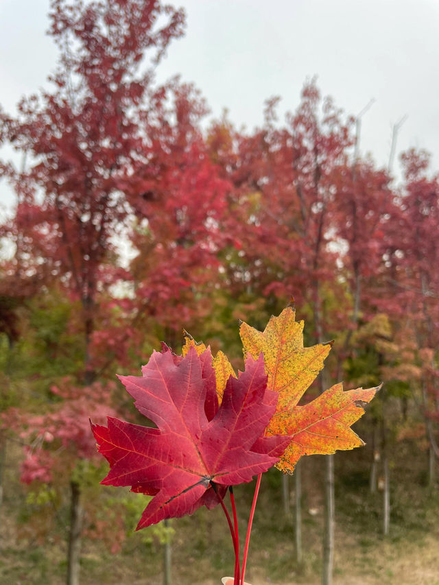 雁南公園：秋意濃，楓葉紅。