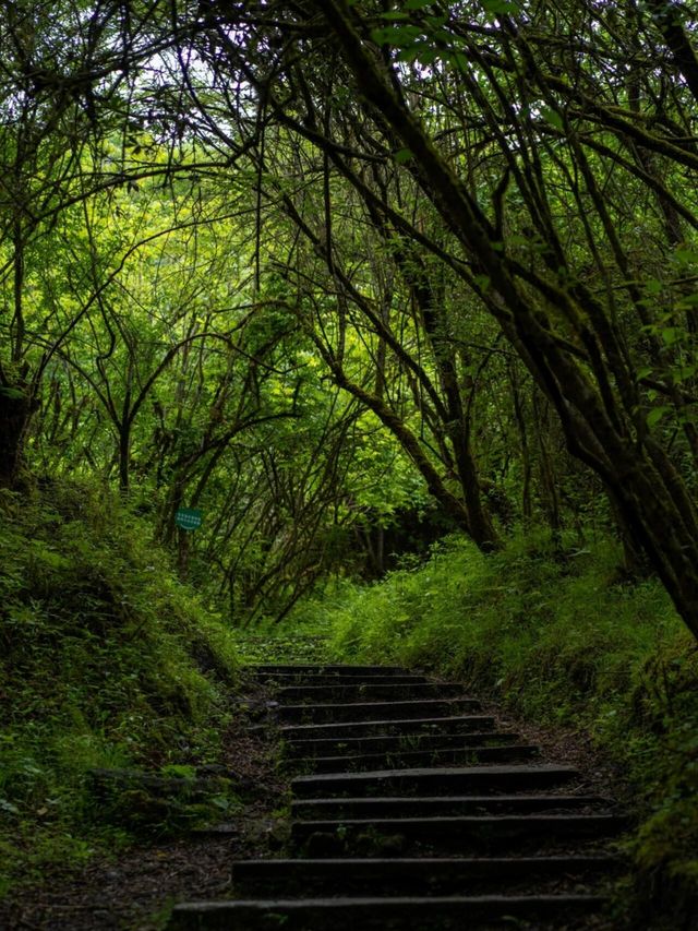 高山草甸五彩秋天｜甘海子。