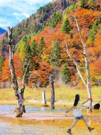 川西的秋景！比起四姑娘山，我更愛這個免費彩林。