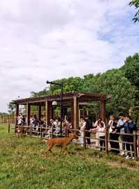 良渚古城遺址公園裡的梅花鹿。