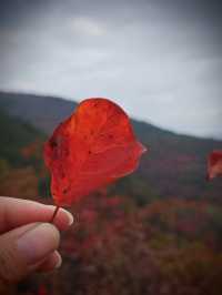 大紅寨登山賞紅葉觀賞路線與拍攝技巧全攻略。