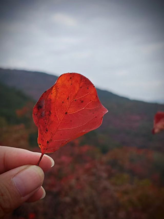 大紅寨登山賞紅葉觀賞路線與拍攝技巧全攻略。