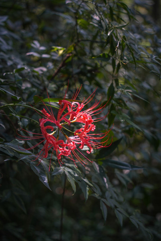 南高峰——杭州滿覺隴賞桂登山好去處。