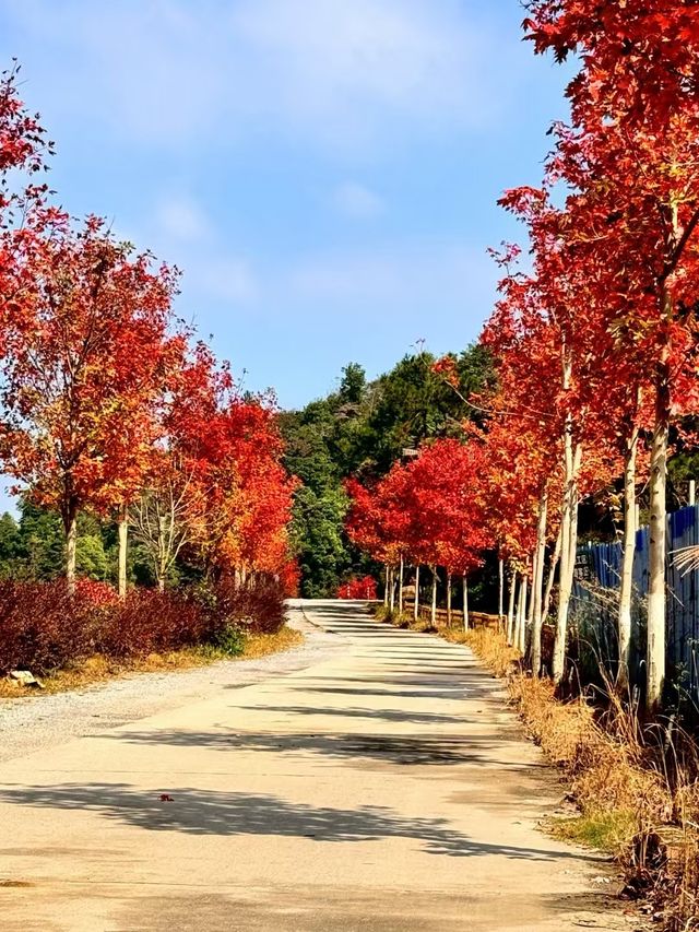 韶關嶺南紅葉世界。