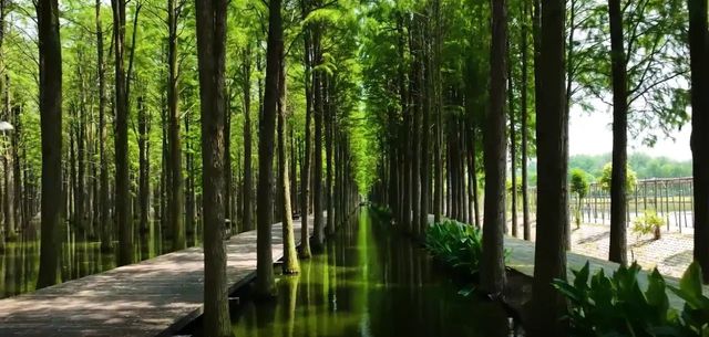 仙桃市｜夢裡水鄉｜如夢如幻。