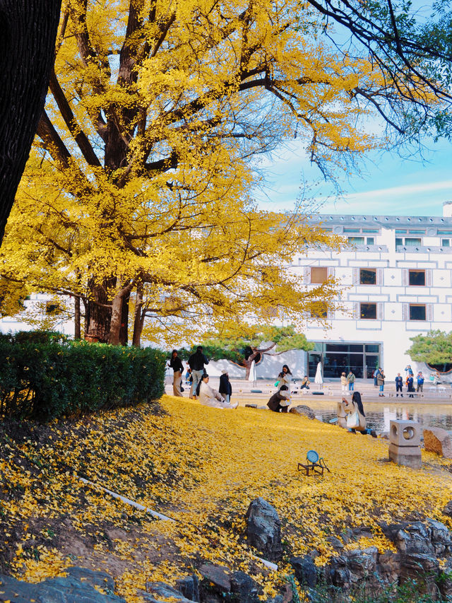 別擠廣化寺！香山公園這個機位也超美的！。