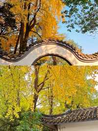成都百花潭銀杏‖賞秋打卡避坑攻略。