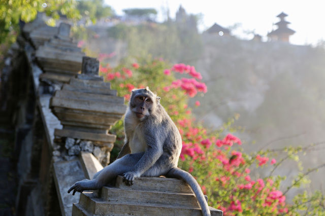 Uluwatu Sunset Cliff Monkey Dance