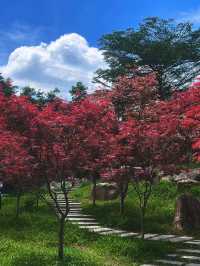 廣州限定紅楓林後勁兒好大。
