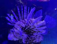 塔爾薩俄克拉荷馬水族館：探索海底世界的奧秘