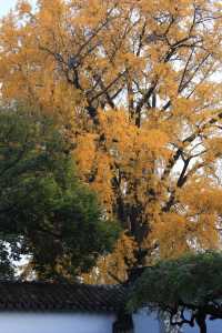 蘇州上方山森林公園