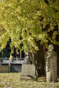 上海已進入最佳觀賞期|報國寺古銀杏