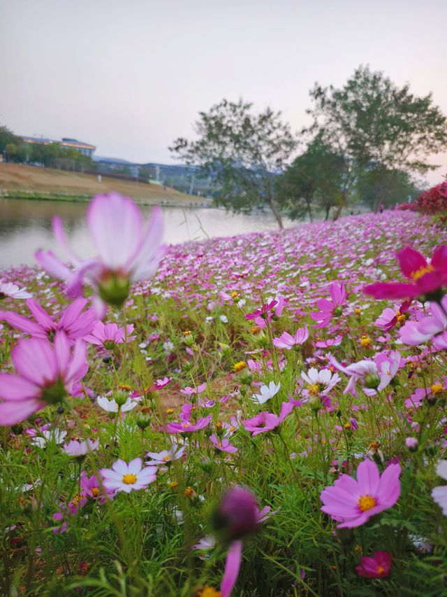 不用去新疆，深圳遇見河畔格桑花海