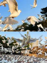 鄭州紫荊山公園遊覽攻略！帶你看遍美景！