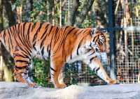 上海動物園遊玩攻略