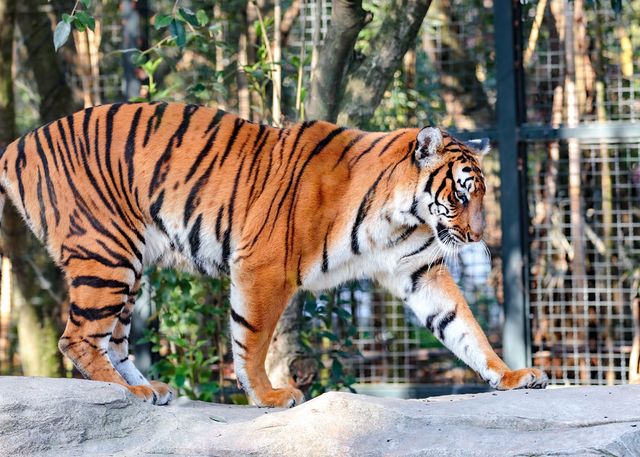 上海動物園遊玩攻略