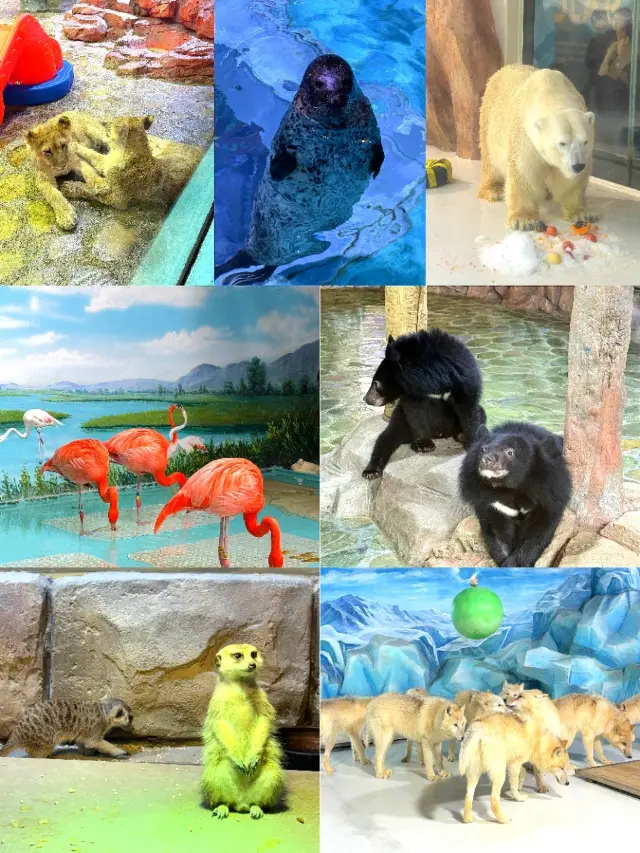 哈爾濱旅遊，極地公園讓我大開眼界！