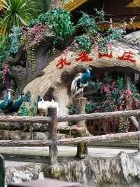 西雙版納-普洱熊貓奇緣超詳細攻略帶你玩轉國寶樂園