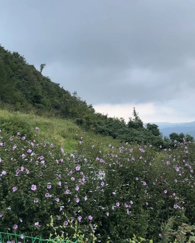 適合露營嘅襄陽「阿勒泰」～襄陽南頂大草原