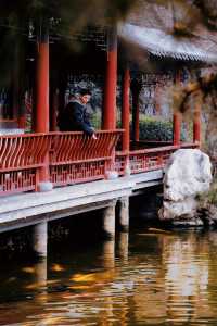 鄭州市中心，藏了一處寶藏～錦鯉觀賞園