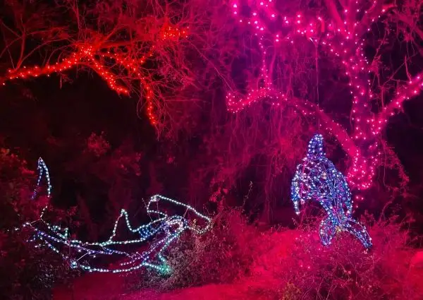 Experience a Warm Winter in Phoenix: Christmas Light Festivals