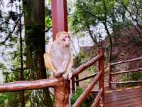 First Line Explorers: Deep Dive Into Hunan Forest "Underleaf" World