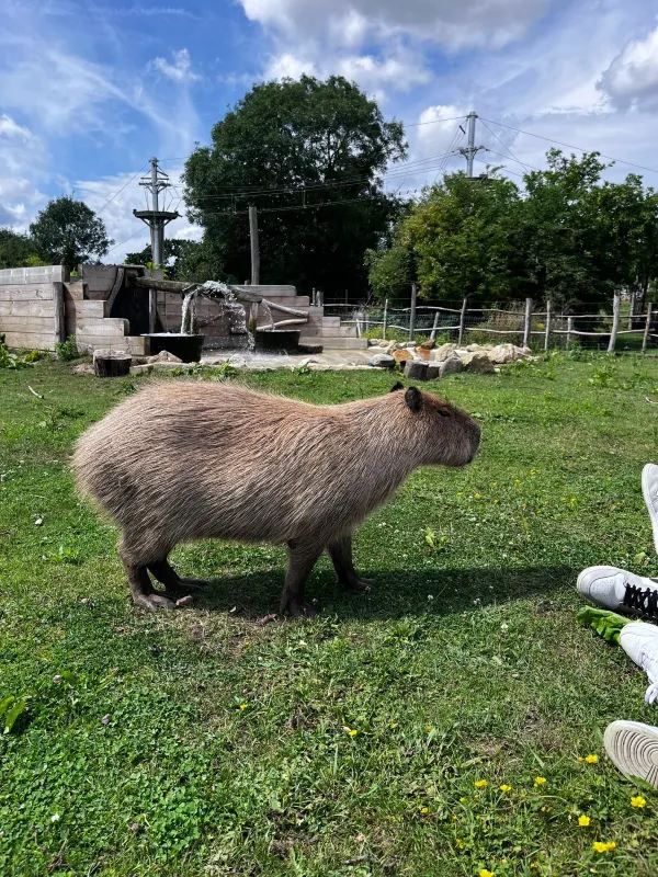 Weekend in London: Meet the Capybaras