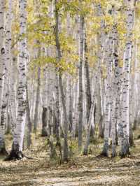 3日探秘阿勒泰 森林之旅等你來