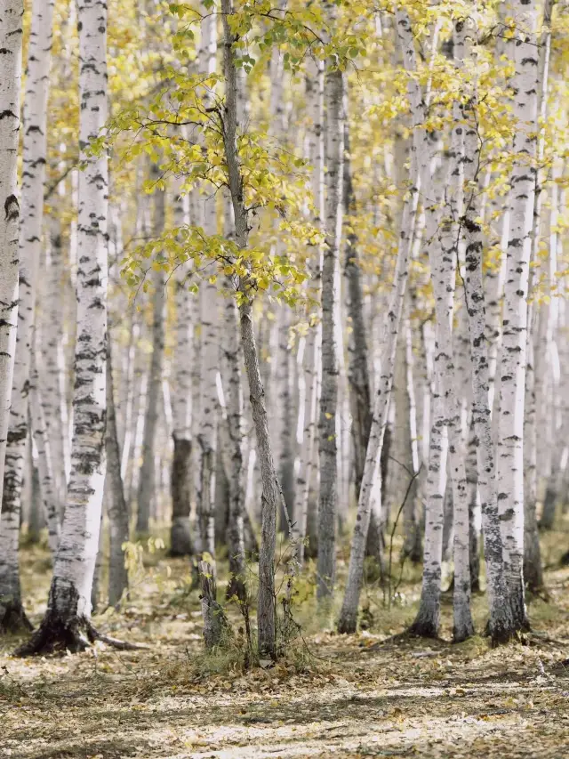 3-Day Altay Adventure: A Forest Journey Awaits