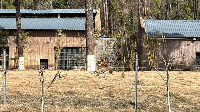 爬山看動物的治癒之旅——九峰山森林動物園