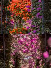 美麗的花海
