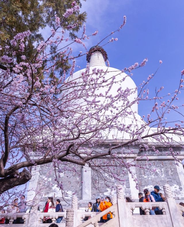 2025北京三月踏春|開花日期&機位|別錯過
