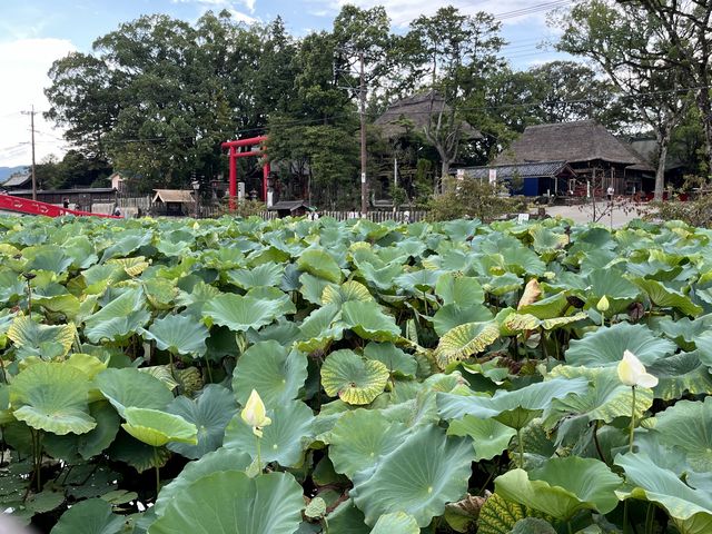 人吉之旅：香魚之鄉與夏目友人帳的夢幻交織