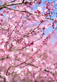 暗香盈袖春意濃，沙湖公園梅花盛開