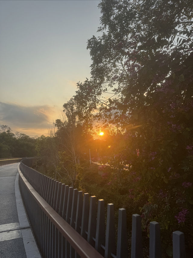 觀瀾湖綠道的心靈之旅