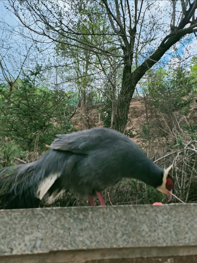 西寧野生動物園：一場熱血沸騰的動物奇遇之旅