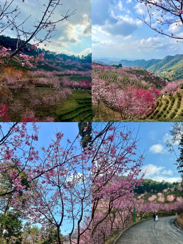 梅州陰那山！櫻花季邂逅嘅夢幻仙境