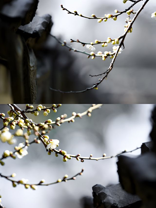 蘇州賞梅一日遊‖打卡避坑攻略