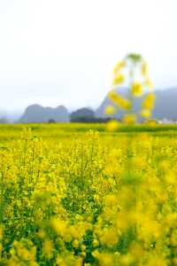 貴州萬峰林千畝油菜花