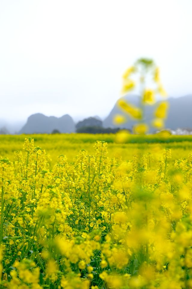 貴州萬峰林千畝油菜花