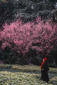 成都｜呢個公園免費賞梅！地鐵直達！