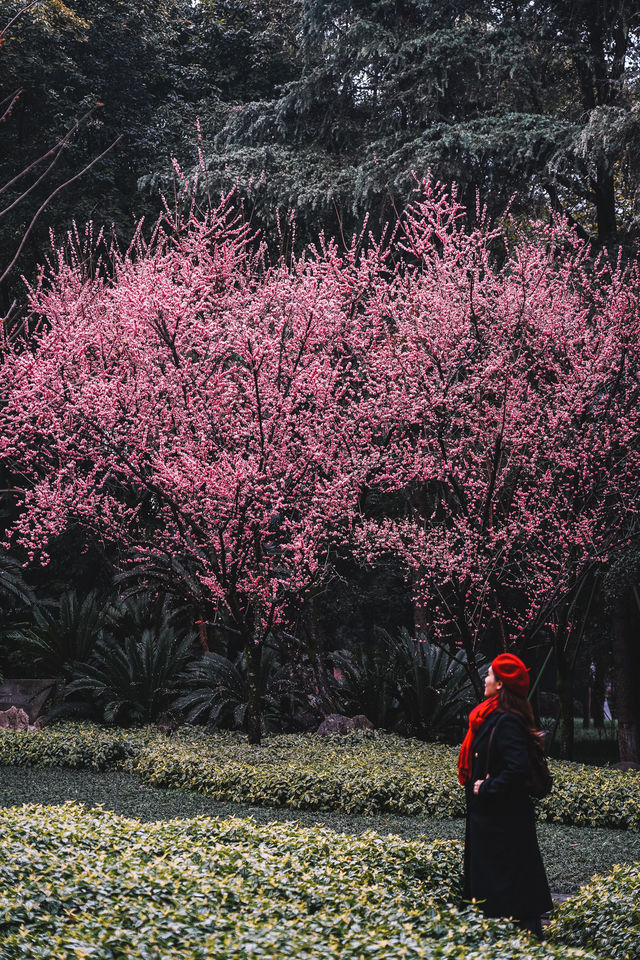 成都｜呢個公園免費賞梅！地鐵直達！