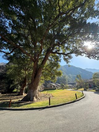 牯牛降旅遊攻略