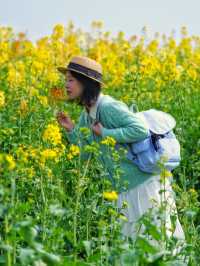 又被盛開的油菜花田擊中了