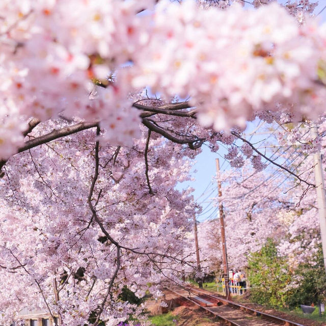 🌸天呐！原來動漫裡的櫻花真的存在