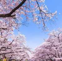 🌸春日必看！上野公園櫻花滿開攻略