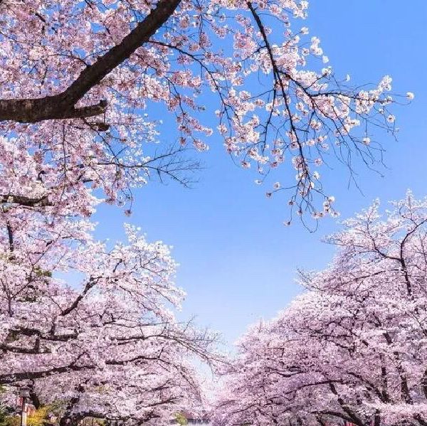 🌸春日必看！上野公園櫻花滿開攻略