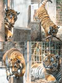 動物園遊記ᵕ̈終於看到軍軍和紅糖啦 附攻略