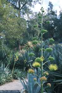 廈門必去 植物園 四季都有不同的美