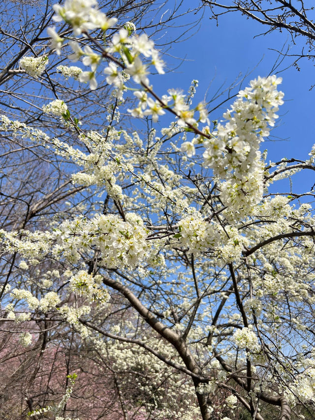 🌸名古屋東山動植物園，邂逅浪漫櫻花季